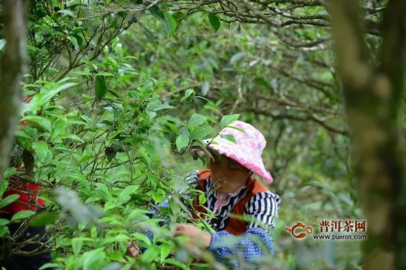 鳳凰單叢屬于什么茶？一文了解鳳凰單叢