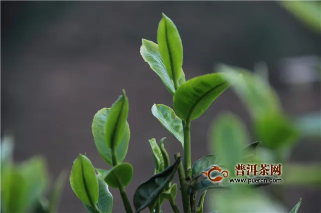 【普洱茶新手入門知識(shí)】普洱茶的產(chǎn)地