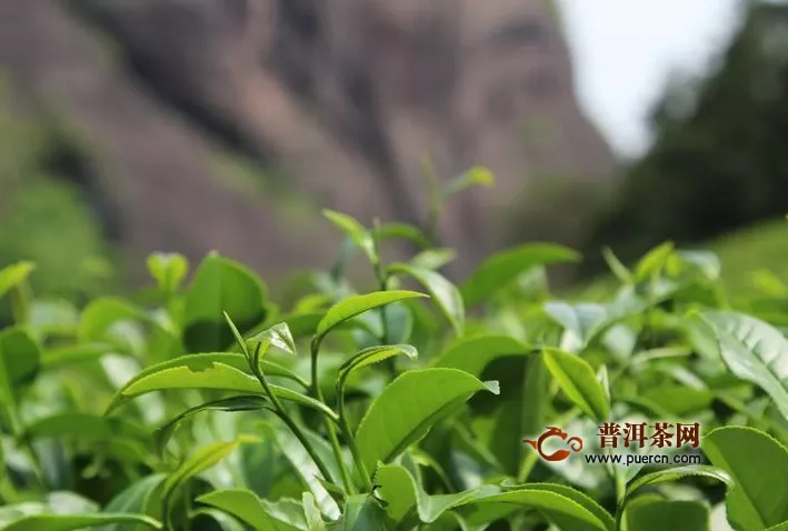 乌龙茶最出名五个品种