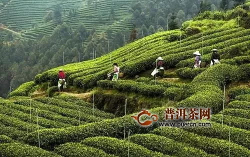 四川推动川茶产业振兴，到2022年综合产值突破千亿元