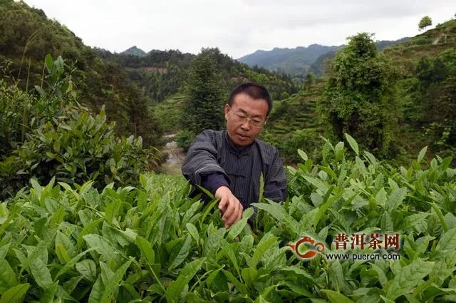 黄金茶里有“黄金”：一个湘西山村的茶叶扶贫路