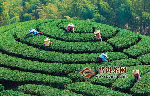 漳州：今年春茶产量1.74万吨产值达11.94亿元