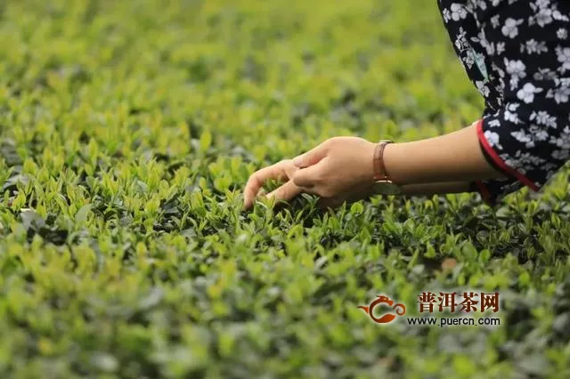 四川乐山：游夹江茶园，看茶的世界