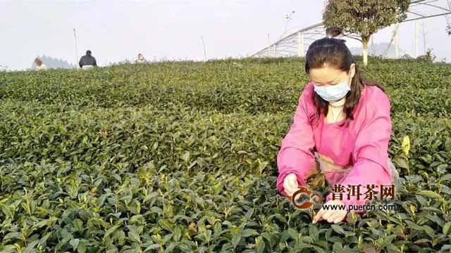 四川乐山：游夹江茶园，看茶的世界