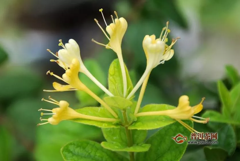 金銀花茶功效