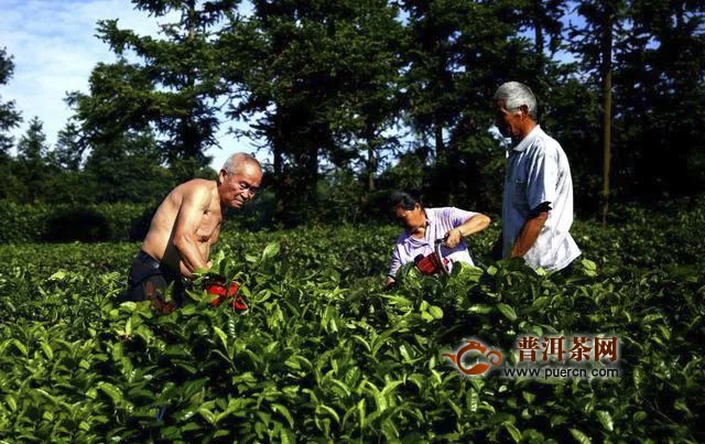 重庆荣昌:夏茶进入采摘季