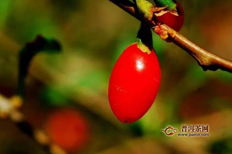 枸杞茶怎么泡可以補(bǔ)腎