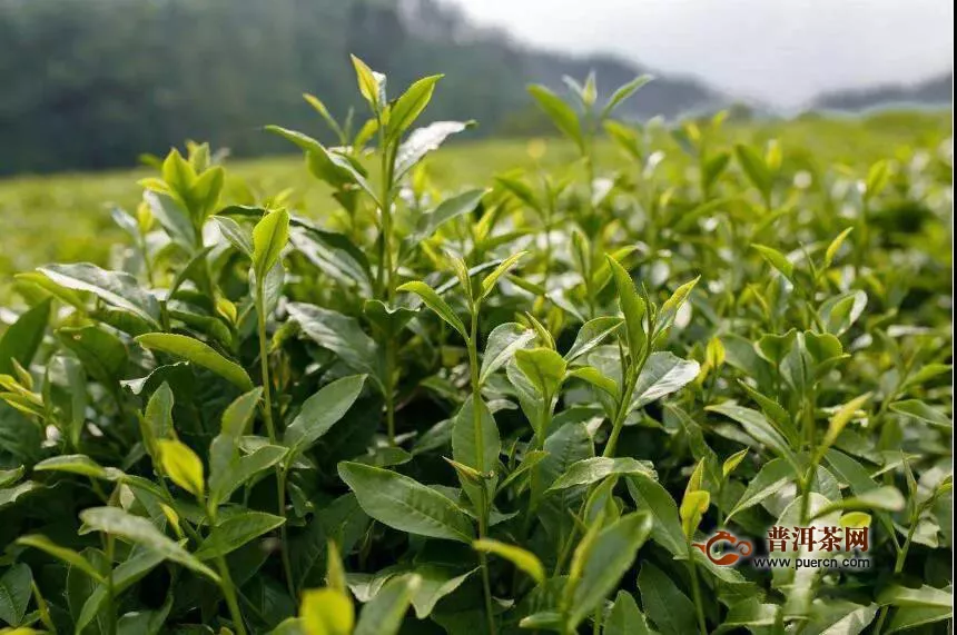 福建首批7家茶企获茶叶气候品质认证书