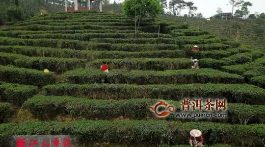 除了六堡茶文化创意产业园，梧州今年的茶目标还有这些