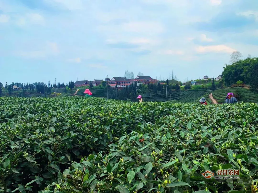 蒙顶山茶品牌价值达37.14亿元，雅安藏茶品牌价值19.90亿元！
