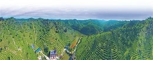 广西六堡茶产业转型升级成效显著分析