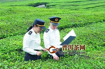 福建省茶叶出口“飘红”，民营企业引领增长