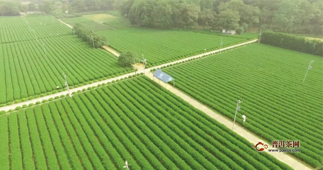 2020年杭州茶产业指数发布