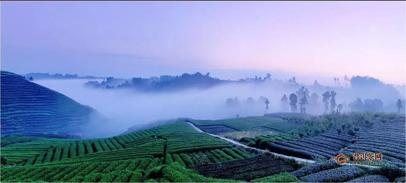 促进雅安茶产业稳步发展关键要找亮点，破难点！