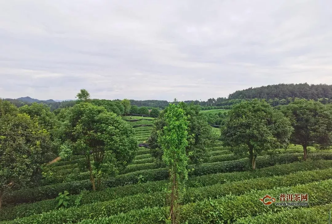 “锌硒凤茶、全球共享”茶产业推介会在凤冈隆重举行