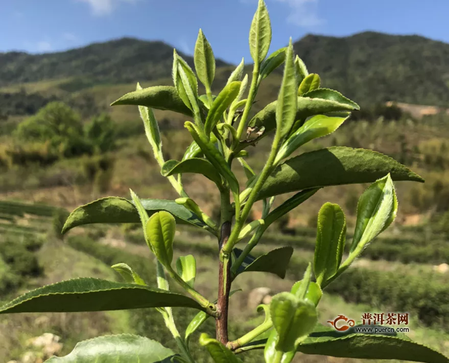 白茶和白牡丹茶之间的区别