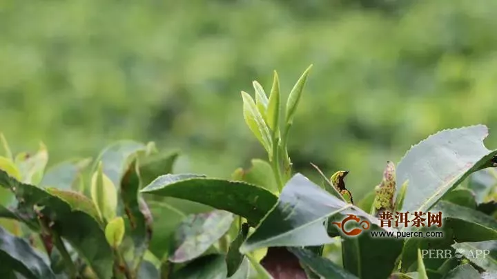 普洱市茶产业发展纪实：一片神奇叶，品出好味道