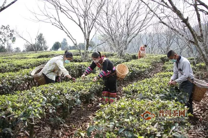 普洱市茶产业发展纪实：一片神奇叶，品出好味道