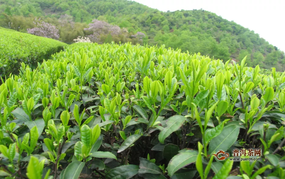 抹茶是用哪些茶树品种做的？