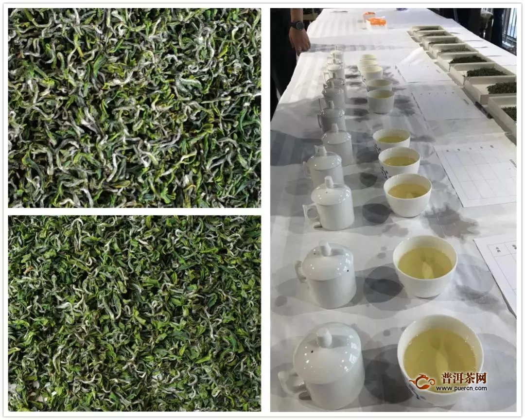 中国茶叶学会举办“日照绿茶”茶叶品质评价会
