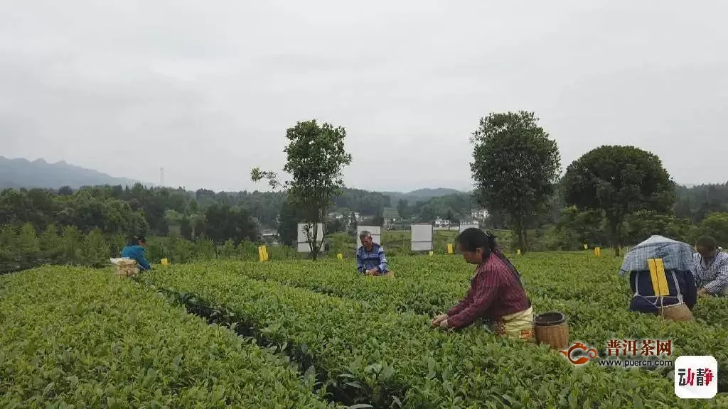 以资本为纽带，遵义茶产业发展走新路！