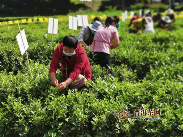 恩施市沙地乡举办“疫后重振.消费扶贫”茶叶采摘节