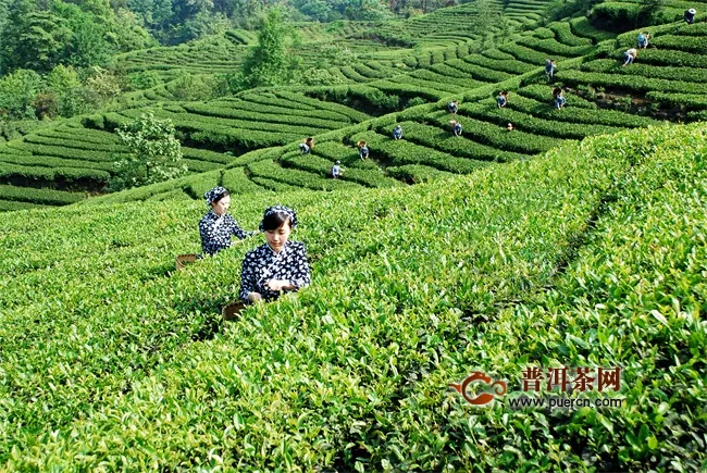 贵州在业存续茶企超三万家