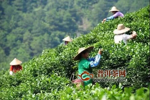 农业农村部制定《关于促进贫困地区茶产业稳定发展的指导意见》