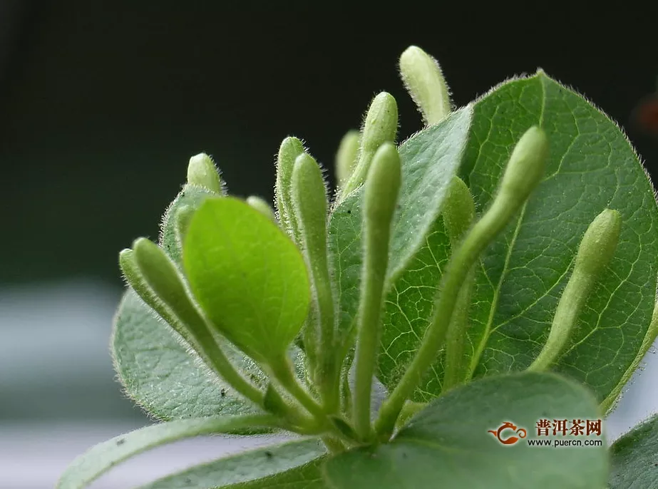 金銀花泡水的相關(guān)作用