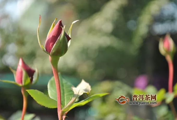 經(jīng)期可不可以喝玫瑰花茶