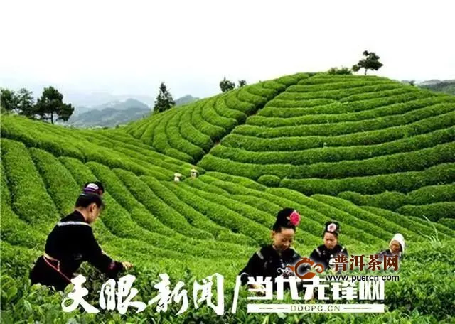 黔东南倾力打造“苗侗山珍”区域茶叶公共品牌