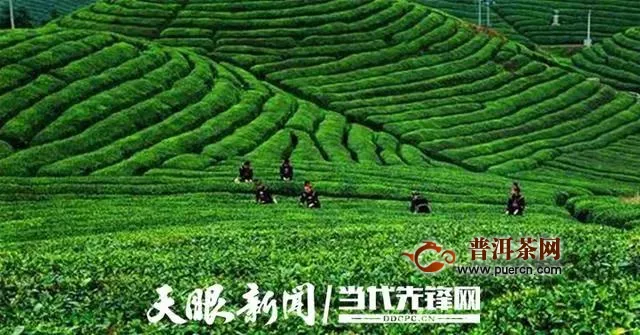 黔东南倾力打造“苗侗山珍”区域茶叶公共品牌