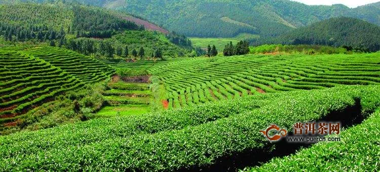 农业农村部印发贫困地区茶产业稳定发展指导意见