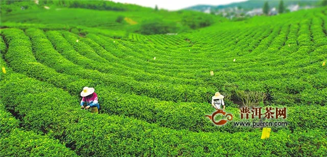 西湖龙井和绿茶的产地范围介绍