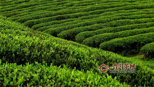 西湖龙井和绿茶的产地的区别
