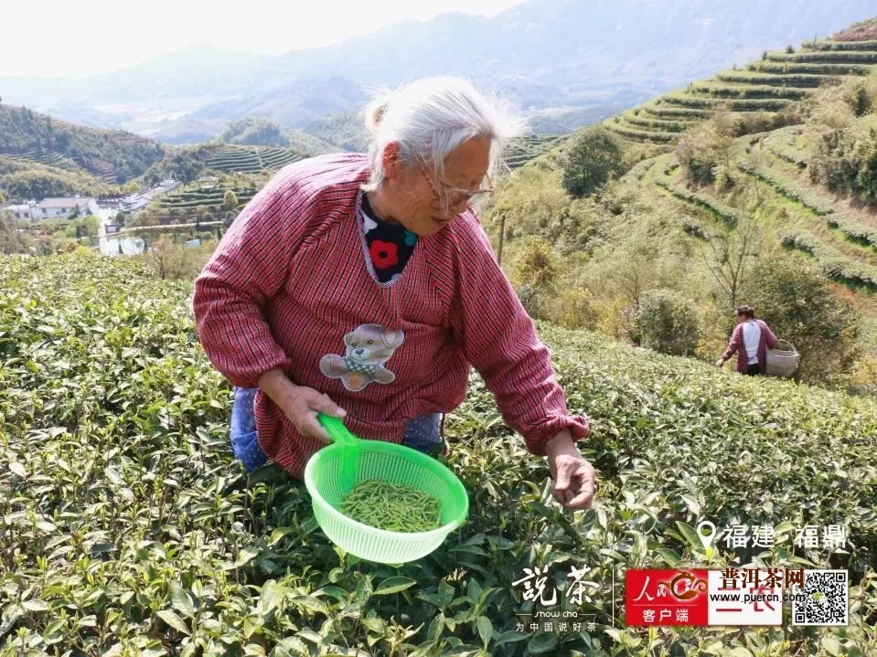 福建哪里采茶最赚钱？卖什么茶最赚钱？