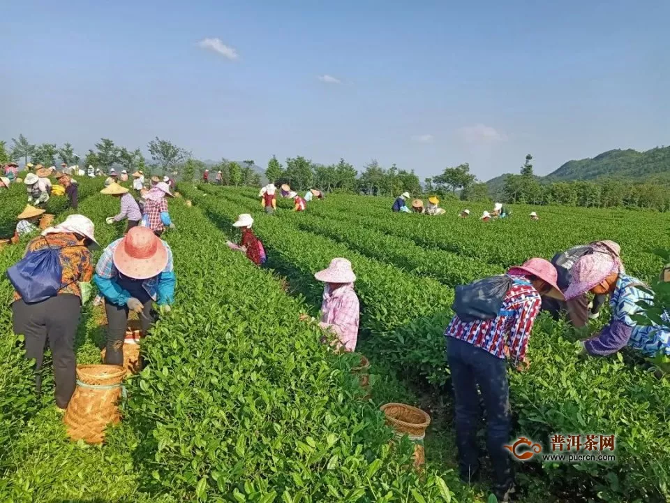 福建哪里采茶最赚钱？卖什么茶最赚钱？