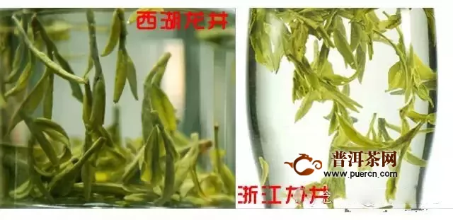 饮用绿茶菊花的功效与作用