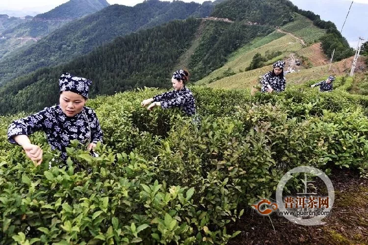 重庆云阳:幽幽夏茶,香飘三峡