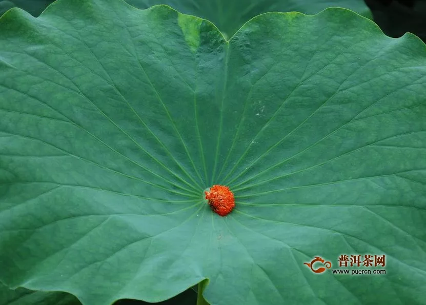 荷葉茶喝了會越喝越胖嗎