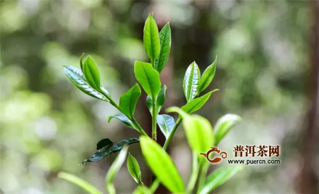 彩农茶：古树茶的优点
