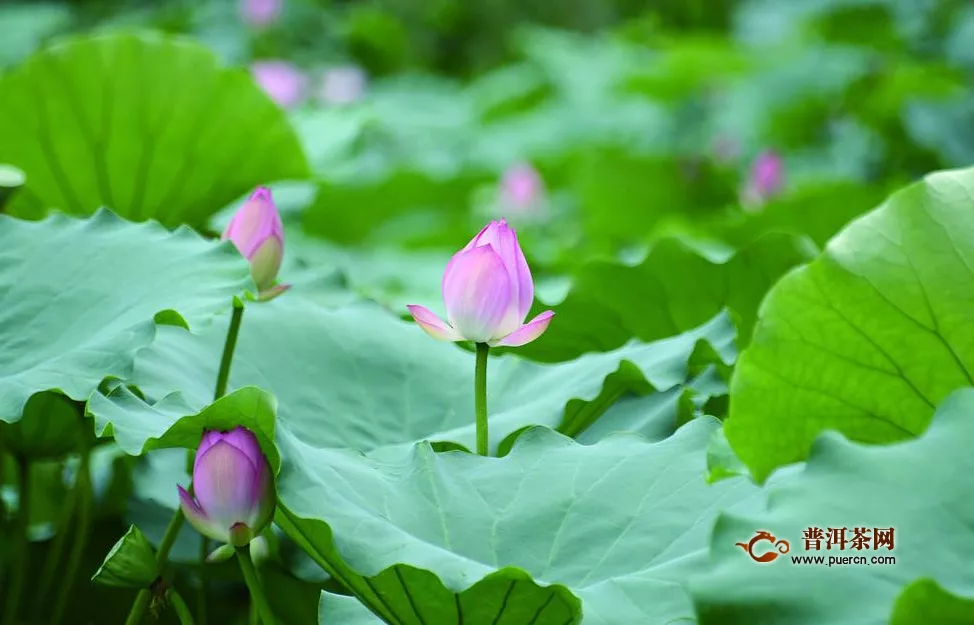 荷葉茶的功效與作用及其相關(guān)禁忌癥