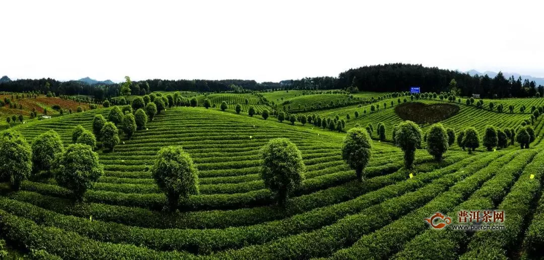 凤冈茶产业系列报道之：因茶富裕的美丽乡村——田坝