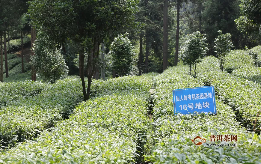 凤冈茶产业系列报道之：因茶富裕的美丽乡村——田坝