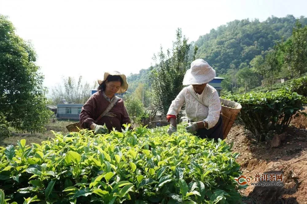 江城县立足茶产业优势，拓宽致富渠道！