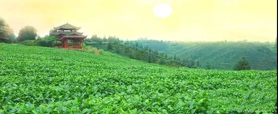 雅安市振兴茶产业纪实