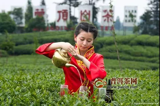 雅安市振兴茶产业纪实