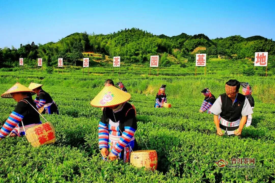 常宁高山茶叶让贫困户“腰包”鼓起来