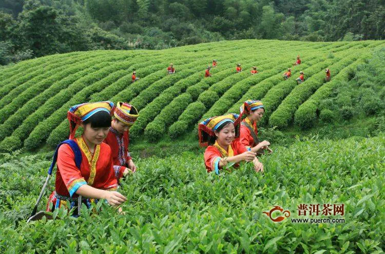 “郴州福茶”将在2020第十二届湖南茶博会全面亮相
