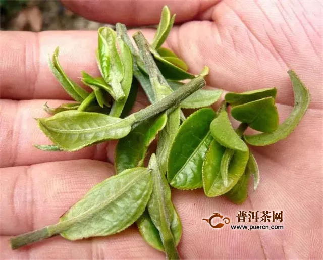彩农茶：倚邦小叶种？